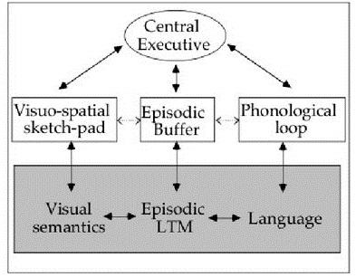 multi-component model of working memory